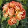 Rosier Bees Paradise Mango -Terrefleurie Boutique Rosier a fleurs groupees Bienenweide Mango IF 17976 1