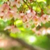 Styrax Japonica Pink Chimes - Styrax Du Japon -Terrefleurie Boutique Styrax japonica Pink Chimes copyright 1008671 1