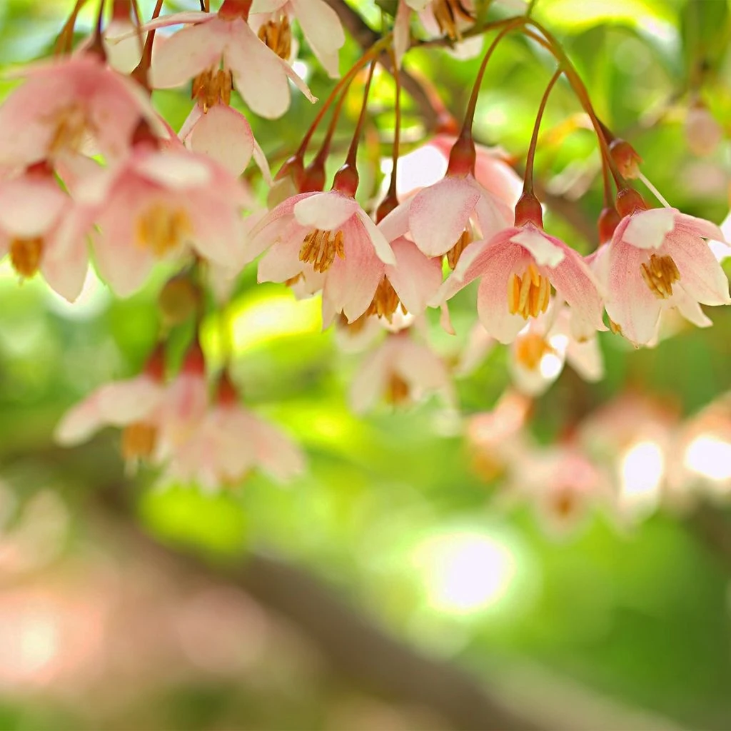 Styrax Japonica Pink Chimes - Styrax Du Japon 3 Styrax Japonica Pink Chimes - Styrax Du Japon