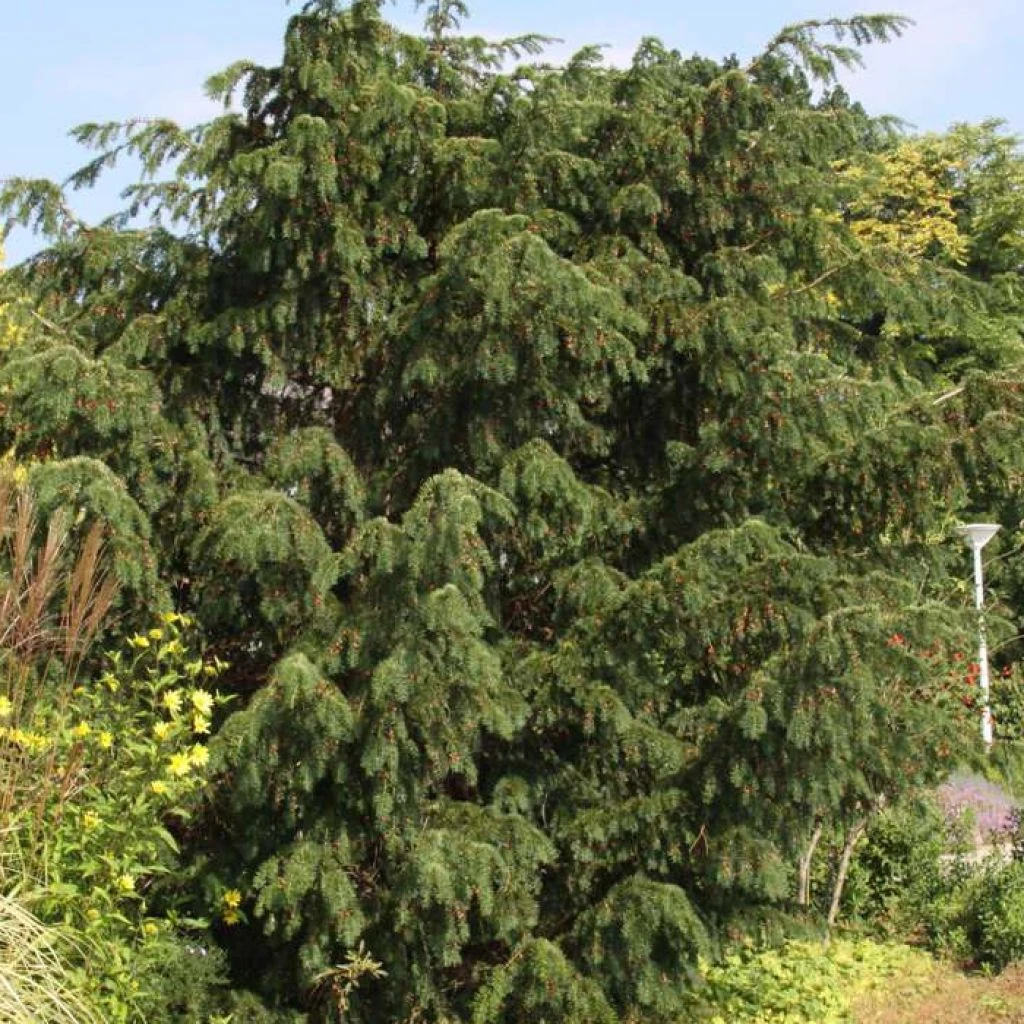 Taxus Baccata Dovastoniana - If Commun 3 Taxus Baccata Dovastoniana - If Commun