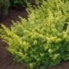 Taxus Baccata Summergold - If Commun Doré 2 Taxus Baccata Summergold - If Commun Doré -Terrefleurie Boutique Taxus baccata Summergold 87353 1