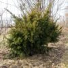 Taxus Media Densiformis - If Hybride