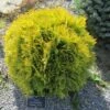 Thuya Du Canada - Thuja Occidentalis Amber Glow -Terrefleurie Boutique Thuja occidentalis Amber Glow LD 1008781 1