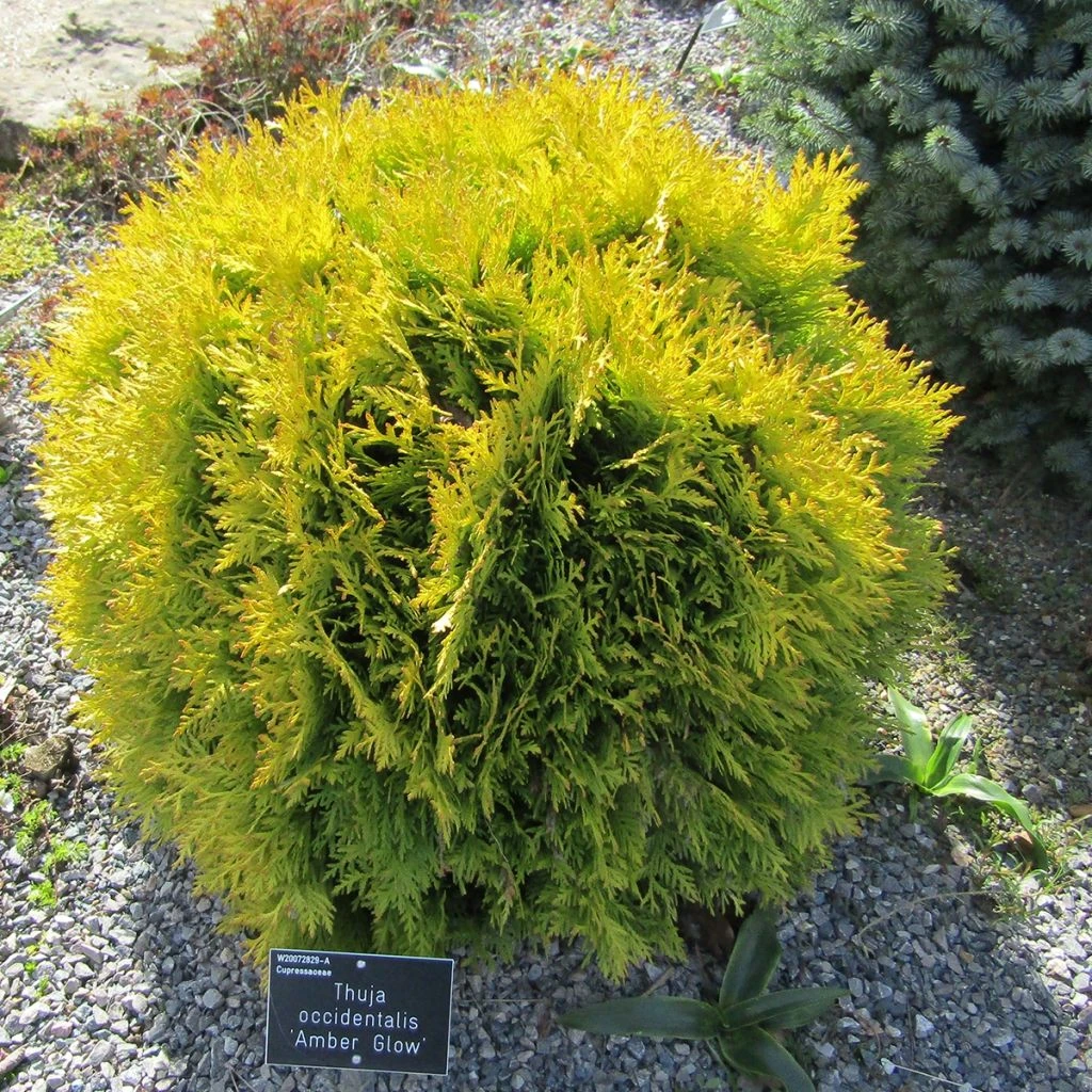 Thuya Du Canada - Thuja Occidentalis Amber Glow 3 Thuya Du Canada - Thuja Occidentalis Amber Glow
