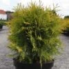 Thuya Du Canada - Thuja Occidentalis Golden Globe -Terrefleurie Boutique Thuja occidentalis Golden Globe 84358 1