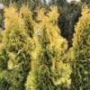 Thuya Du Canada - Thuja Occidentalis Jantar -Terrefleurie Boutique Thuja occidentalis Jantar V 1008811 1