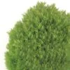 Thuja Occidentalis Teddy - Thuya Du Canada -Terrefleurie Boutique Thuja occidentalis Teddy 0769002 1