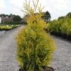Thuya Du Canada - Thuja Occidentalis Yellow Ribbon. 2 Thuya Du Canada - Thuja Occidentalis Yellow Ribbon. -Terrefleurie Boutique Thuja occidentalis Yellow Ribbon 84360 1