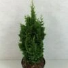 Thuya Du Canada - Thuja Occidentalis Zmatlik -Terrefleurie Boutique Thuja occidentalis Zmatlik 771002 1