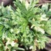 Thuja Orientalis Fleck - Thuya De Chine Ou Thuya D'Orient -Terrefleurie Boutique Thuja orientalis Fleck Thuya de Chine ou Thuya d Orient LD 1008862 1