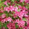 Weigela Minuet 2 Weigela Minuet -Terrefleurie Boutique Weigela Minuet copyright 1008971 1