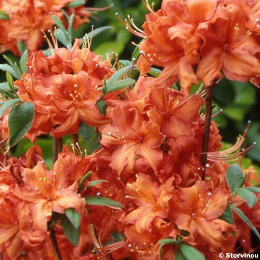 Azalée De Chine Fire Ball - Rhododendron Hybride Orange Vif 3 Azalée De Chine Fire Ball - Rhododendron Hybride Orange Vif
