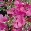 Azalée Du Japon Silver Queen - Rhododendron Hybride -Terrefleurie Boutique azalee silver queen 781703 1