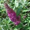 Buddleia Davidii Summer Beauty -Terrefleurie Boutique buddleia summer beauty 7827 1