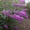 Buddleja Davidii Argus Velvet -Terrefleurie Boutique buddleja davidii argus velvet 86142 3