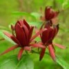 Calycanthus Floridus - Arbre Aux Anémones 1 Calycanthus Floridus - Arbre Aux Anémones -Terrefleurie Boutique calycanthus floridus 9656 4