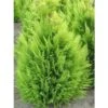 Chamaecyparis Lawsoniana Alumigold - Cyprès De Lawson -Terrefleurie Boutique chamaecyparis lawsoniana alumigold 1004442 1