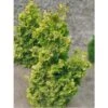 Chamaecyparis Obtusa Rashahiba - Faux Cyprès Hinoki Du Japon -Terrefleurie Boutique chamaecyparis obtusa rashahiba 1002462 1