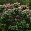 Arbre De La Chance - Clerodendrum Trichotomum, Clérodendron 2 Arbre De La Chance - Clerodendrum Trichotomum, Clérodendron -Terrefleurie Boutique clerodendrum trichotomum clerodendron 9559 1 1