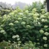 Hortensia Arborescens Lime Rickey 1 Hortensia Arborescens Lime Rickey -Terrefleurie Boutique hydrangea lime rickey 85451 1