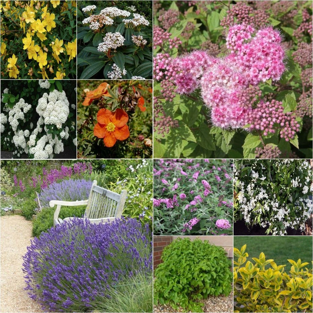 Kit Haie Basse éco 3 Kit Haie Basse éco