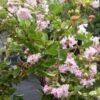 Lagerstroemia Indica Summer Charm Hopi - Lilas Des Indes 1 Lagerstroemia Indica Summer Charm Hopi - Lilas Des Indes -Terrefleurie Boutique lagerstroemia indica summer charm hopi 85954 1