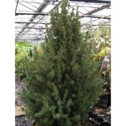 Picea Glauca December - Épinette Blanche