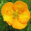 Potentilla Fruticosa Tangerine - Potentille Arbustive 2 Potentilla Fruticosa Tangerine - Potentille Arbustive -Terrefleurie Boutique potentilla fruticosa tangerine potentille arbustive v fl