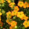 Potentille Arbustive Bella Sol - Potentilla Fruticosa 1 Potentille Arbustive Bella Sol - Potentilla Fruticosa -Terrefleurie Boutique potentille arbustive bella sol 85478 1