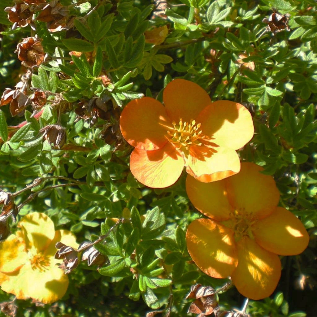 Potentilla Fruticosa Solar'issima - Potentille Arbustive 3 Potentilla Fruticosa Solar'issima - Potentille Arbustive