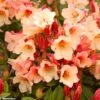 Rhododendron Jingle Bells - Rhododendron Nain 2 Rhododendron Jingle Bells - Rhododendron Nain -Terrefleurie Boutique rhodo jingle bells 80479 1