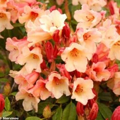 Rhododendron Jingle Bells - Rhododendron Nain