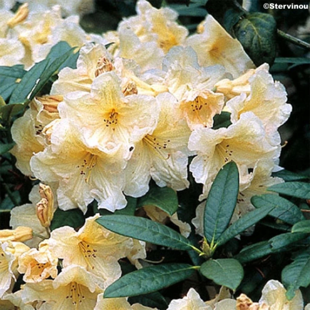 Rhododendron Champagne - Grand Rhododendron 3 Rhododendron Champagne - Grand Rhododendron