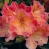 Rhododendron Olga - Grand Rhododendron -Terrefleurie Boutique rhododendron olga 781745 1